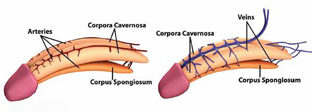 Erectile Dysfunction