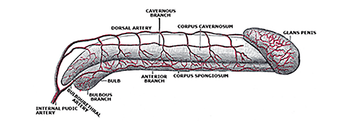 Erectile Dysfunction